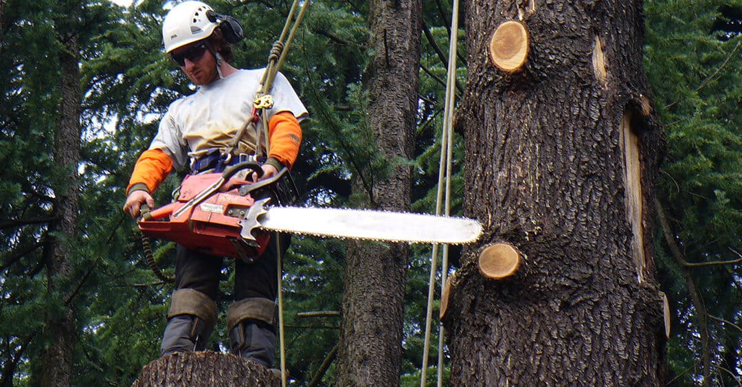 Arboricultural Services