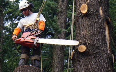 Arboricultural Services