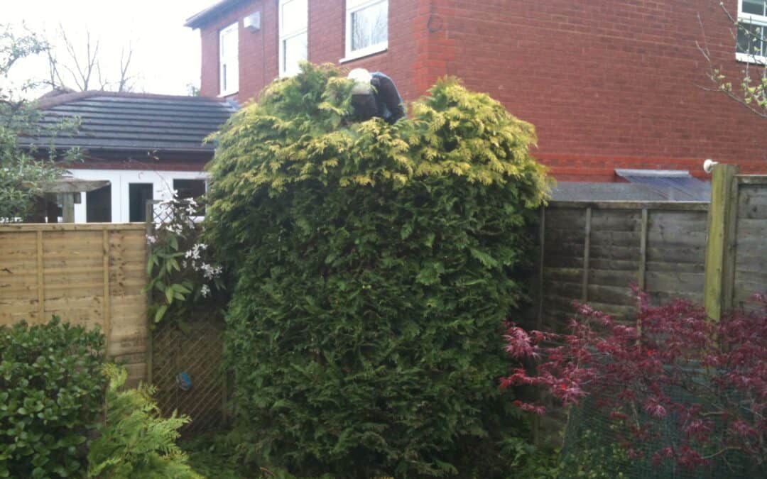Conifer Trimming