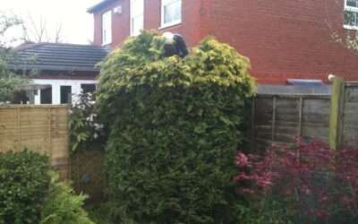 Conifer Trimming