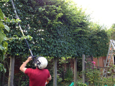 Pleaching – Training trees