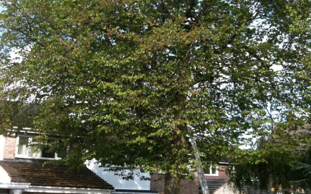 Work on trees covered by Tree Preservation Orders (TPO’s)